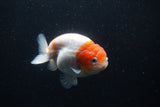 Ranchu  Sakura 4 Inch (ID#0113R1c-64) Free2Day SHIPPING