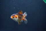 Baby Thai Oranda  Tricolor 3 Inch (ID#1029ToPTA-30) Free2Day SHIPPING