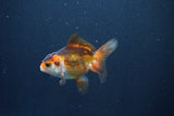 Baby Thai Oranda  Tricolor 3 Inch (ID#1029ToPTA-30) Free2Day SHIPPING