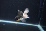 Baby Thai Oranda  Panda 3 Inch (ID#1029ToPTA-31) Free2Day SHIPPING