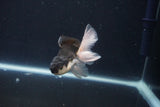 Baby Thai Oranda  Panda 3 Inch (ID#1029ToPTA-31) Free2Day SHIPPING