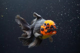 Thai Oranda  Red Black 6 Inch (ID#917R12c-107) Free2Day SHIPPING