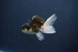 Baby Thai Oranda  Panda 3 Inch (ID#1029ToPTA-31) Free2Day SHIPPING