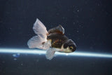 Baby Thai Oranda  Panda 3 Inch (ID#1029ToPTA-31) Free2Day SHIPPING