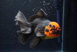 Thai Oranda  Red Black 6 Inch (ID#917R12c-107) Free2Day SHIPPING