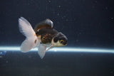 Baby Thai Oranda  Panda 3 Inch (ID#1029ToPTA-31) Free2Day SHIPPING