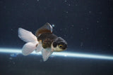 Baby Thai Oranda  Panda 3 Inch (ID#1029ToPTA-31) Free2Day SHIPPING