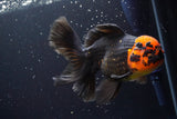 Thai Oranda  Red Black 6 Inch (ID#917R12c-107) Free2Day SHIPPING