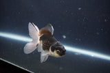 Baby Thai Oranda  Panda 3 Inch (ID#1029ToPTA-31) Free2Day SHIPPING