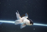 Baby Thai Oranda  Panda 3 Inch (ID#1029ToPTA-32) Free2Day SHIPPING