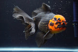 Thai Oranda  Red Black 6 Inch (ID#917R12c-107) Free2Day SHIPPING