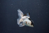 Baby Thai Oranda  Panda 3 Inch (ID#1029ToPTA-32) Free2Day SHIPPING