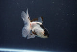 Baby Thai Oranda  Panda 3 Inch (ID#1029ToPTA-32) Free2Day SHIPPING