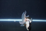 Baby Thai Oranda  Panda 3 Inch (ID#1029ToPTA-32) Free2Day SHIPPING