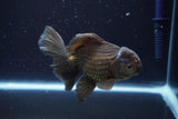 Thai Oranda  Bronze 5 Inch (ID#913R12c-105) Free2Day SHIPPING