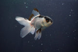 Baby Thai Oranda  Panda 3 Inch (ID#1029ToPTA-32) Free2Day SHIPPING