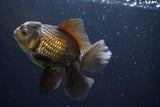 Thai Oranda  Bronze 5 Inch (ID#913R12c-105) Free2Day SHIPPING