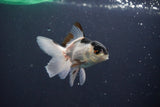 Baby Thai Oranda  Panda 3 Inch (ID#1029ToPTA-32) Free2Day SHIPPING