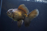 Thai Oranda  Bronze 5 Inch (ID#913R12c-105) Free2Day SHIPPING