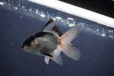 Baby Thai Oranda  Panda 3 Inch (ID#1029ToPTA-32) Free2Day SHIPPING