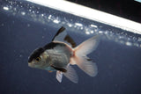 Baby Thai Oranda  Panda 3 Inch (ID#1029ToPTA-32) Free2Day SHIPPING