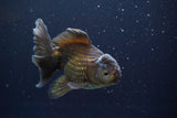 Thai Oranda  Bronze 5 Inch (ID#913R12c-105) Free2Day SHIPPING