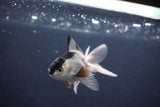 Baby Thai Oranda  Panda 3 Inch (ID#1029ToPTA-32) Free2Day SHIPPING