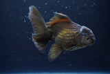 Thai Oranda  Bronze 5 Inch (ID#913R12c-105) Free2Day SHIPPING