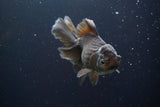 Thai Oranda  Bronze 5 Inch (ID#913R12c-105) Free2Day SHIPPING