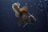 Thai Oranda  Bronze 5 Inch (ID#913R12c-105) Free2Day SHIPPING