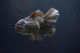 Thai Oranda  Bronze 5 Inch (ID#913R12c-105) Free2Day SHIPPING