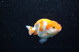 Juvenile Ranchu  Red White 3 Inch (ID#321R9b-55) Free2Day SHIPPING