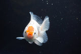 Thai Oranda  Red White 4 Inch (ID#913R12c-106) Free2Day SHIPPING