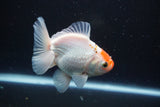 Thai Oranda  Red White 4 Inch (ID#913R12c-106) Free2Day SHIPPING