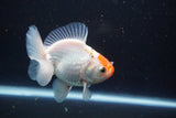 Thai Oranda  Red White 4 Inch (ID#913R12c-106) Free2Day SHIPPING