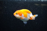 Juvenile Ranchu  Red White 3 Inch (ID#321R9b-55) Free2Day SHIPPING