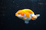 Juvenile Ranchu  Red White 3 Inch (ID#321R9b-55) Free2Day SHIPPING