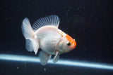 Thai Oranda  Red White 4 Inch (ID#913R12c-106) Free2Day SHIPPING