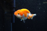 Juvenile Ranchu  Red White 3 Inch (ID#321R9b-55) Free2Day SHIPPING
