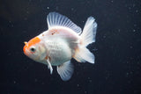 Thai Oranda  Red White 4 Inch (ID#913R12c-106) Free2Day SHIPPING