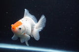 Thai Oranda  Red White 4 Inch (ID#913R12c-106) Free2Day SHIPPING