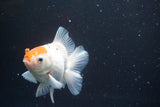 Thai Oranda  Red White 4 Inch (ID#913R12c-106) Free2Day SHIPPING