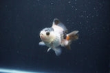 Baby Thai Oranda  Tricolor 3 Inch (ID#1029ToPTA-34) Free2Day SHIPPING