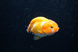 Juvenile Ranchu  Red White 3 Inch (ID#321R9b-56) Free2Day SHIPPING