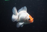 Thai Oranda  Red White 4 Inch (ID#913R12c-106) Free2Day SHIPPING