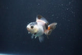 Baby Thai Oranda  Tricolor 3 Inch (ID#1029ToPTA-34) Free2Day SHIPPING