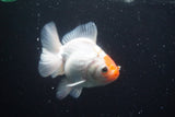 Thai Oranda  Red White 4 Inch (ID#913R12c-106) Free2Day SHIPPING