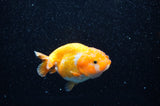 Juvenile Ranchu  Red White 3 Inch (ID#321R9b-56) Free2Day SHIPPING
