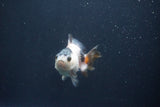 Baby Thai Oranda  Tricolor 3 Inch (ID#1029ToPTA-34) Free2Day SHIPPING