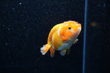 Juvenile Ranchu  Red White 3 Inch (ID#321R9b-56) Free2Day SHIPPING